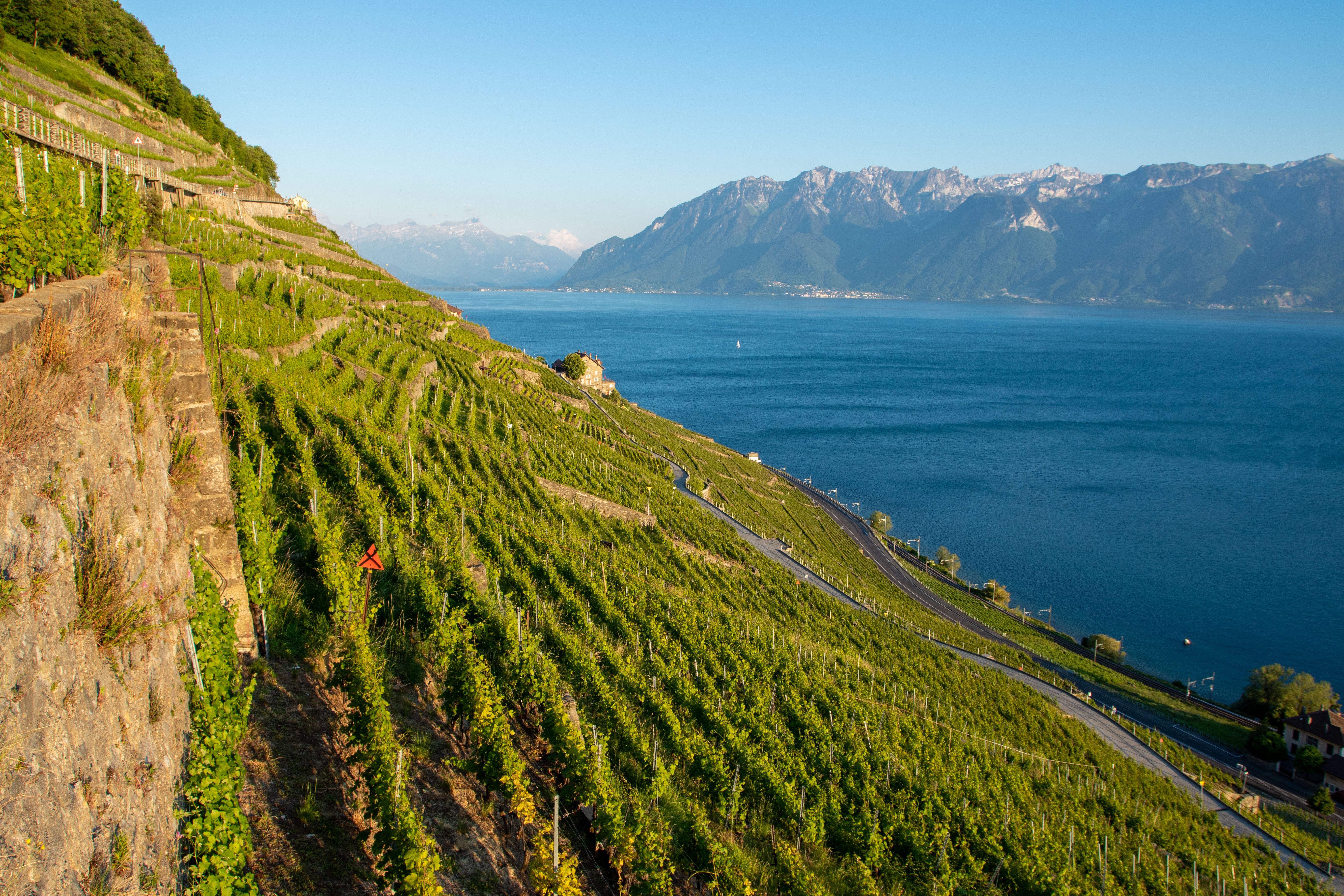 Les vignes en terrasses de Lavaux au-dessus du lac Léman